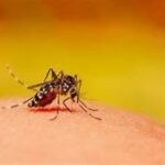 Dengue