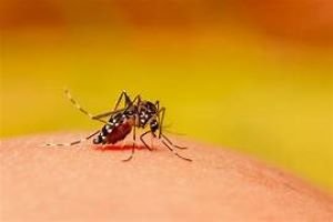 Dengue