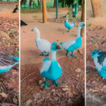 FotoDivulgação Associação Mata Ciliar