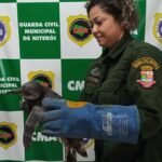 imagem-1