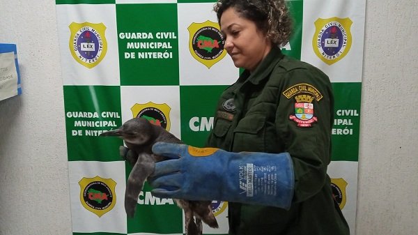 imagem-1