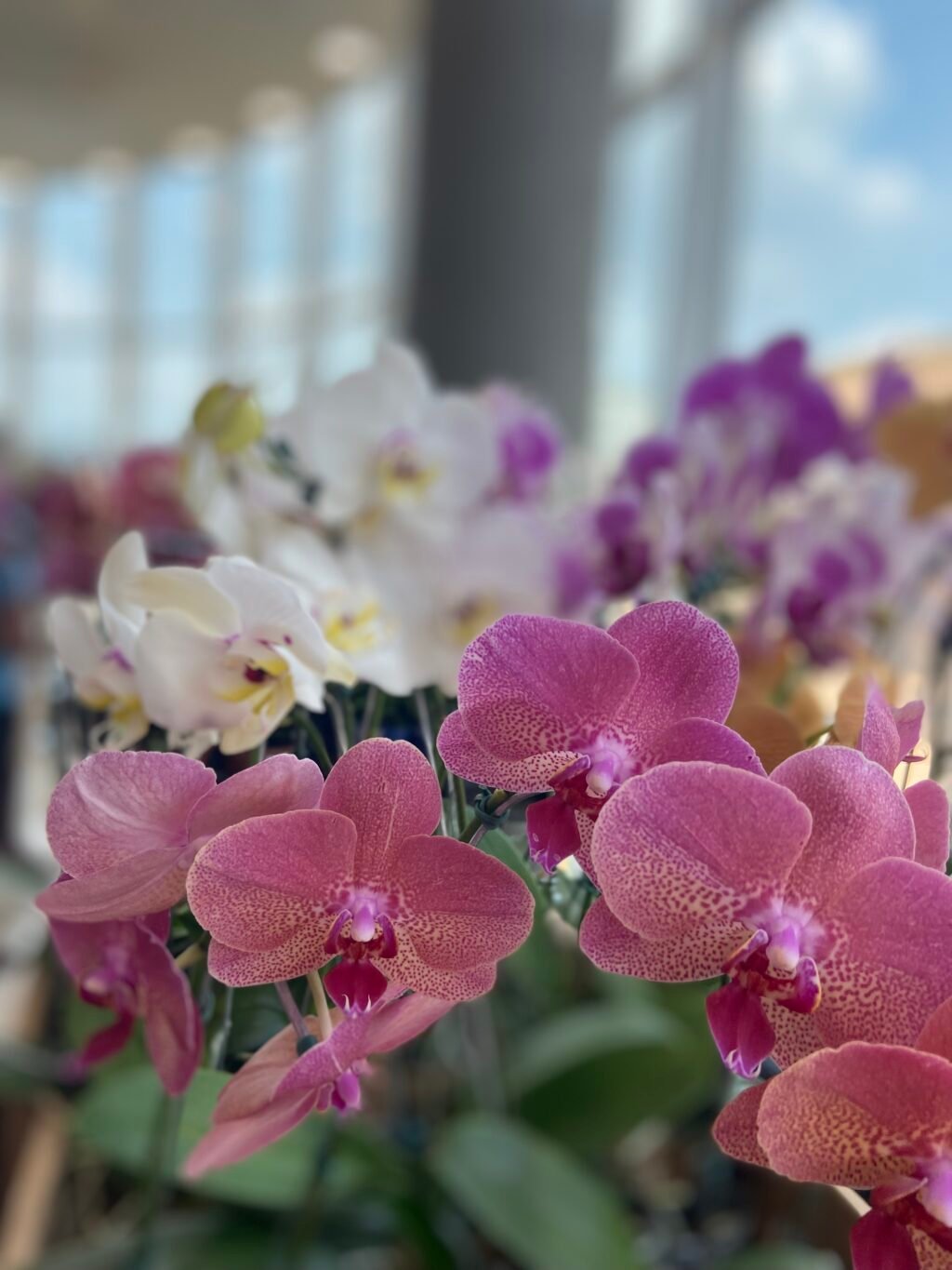 FLORES