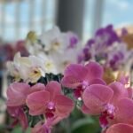 FLORES