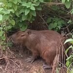 capivara_06-08-25_