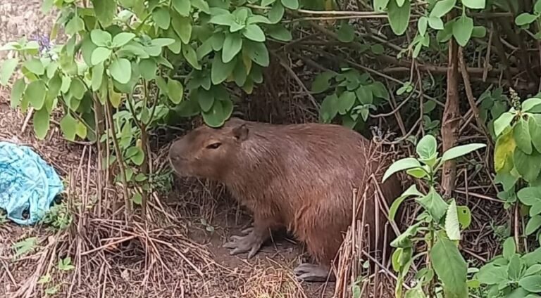 capivara_06-08-25_