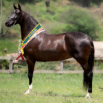 FavoritaCampeãNacional