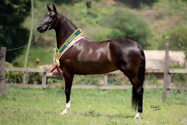 FavoritaCampeãNacional