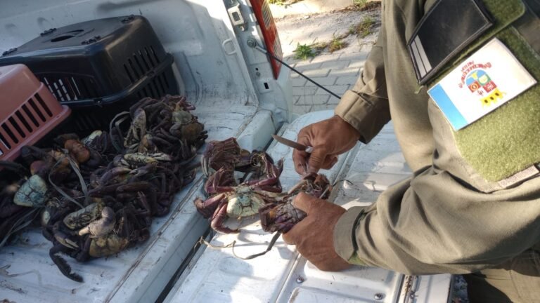 Guarda Ambiental - Caranguejos apreendidos (02)