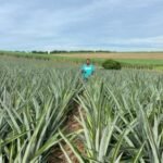 Abacaxi fluminense impulsiona a fruticultura e fortalece a agricultura familiar