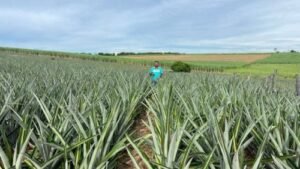 Abacaxi fluminense impulsiona a fruticultura e fortalece a agricultura familiar