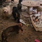 bd99e085-6bab-688c-aca1-75a181243f71