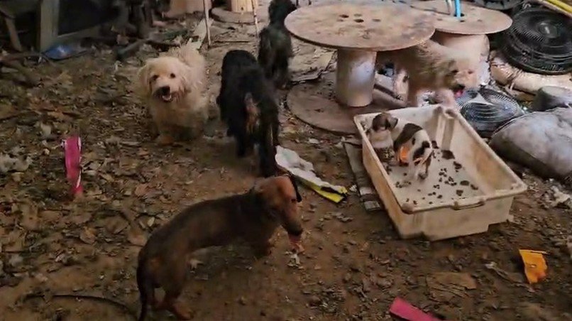 bd99e085-6bab-688c-aca1-75a181243f71