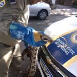 Divulgação - resgate jiboia (3)