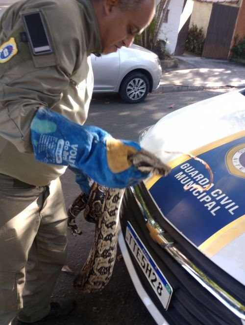 Divulgação - resgate jiboia (3)