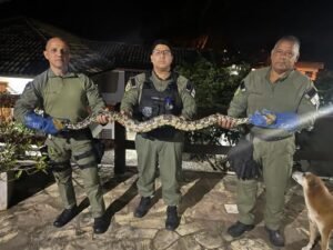 Divulgação - Cobra Engenho do Mato (2)