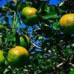 Especial 193 anos, Itaboraí Terra da Laranja tradição, memória e desenvolvimento que atravessam gerações