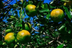 Especial 193 anos, Itaboraí Terra da Laranja tradição, memória e desenvolvimento que atravessam gerações