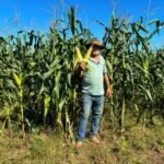 Milho fluminense abastece os arraiás e fortalece a agricultura do estado (2)