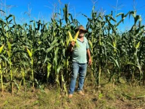 Milho fluminense abastece os arraiás e fortalece a agricultura do estado (2)