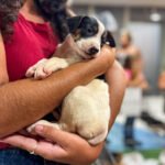 Feira de Adoção Pet Multicenter (1)