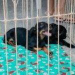 Itaboraí abre novo agendamento para castração gratuita de cães e gatos