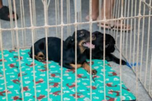 Itaboraí abre novo agendamento para castração gratuita de cães e gatos