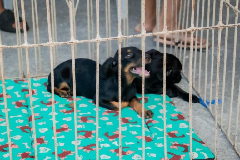 Itaboraí abre novo agendamento para castração gratuita de cães e gatos