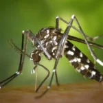 Mosquito-da-Dengue-FotoDivulgacao