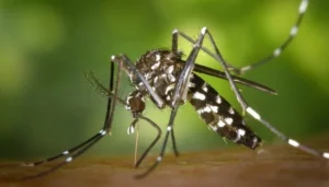 Mosquito-da-Dengue-FotoDivulgacao